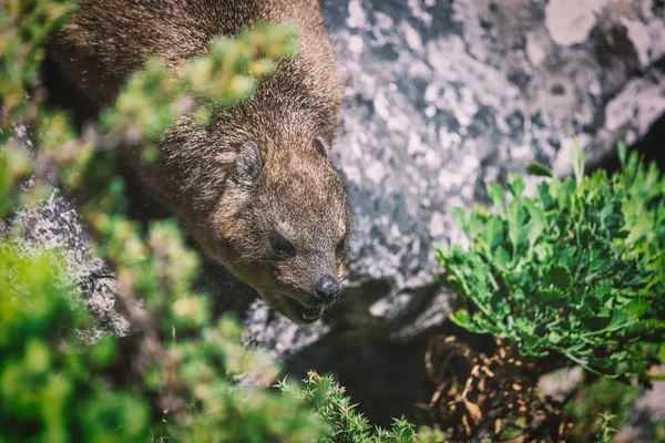 Close Shot Rock Hyrax Dassie Top Table Mountain Cape Town — Stock Photo, Image