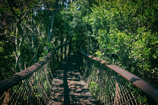 Ponte Pedonale Sopraelevato Nel Giardino Botanico Kirstenbosch Città Del Capo — Foto Stock