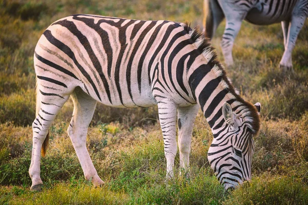 Zebra Jedzenia Trawy Addo National Park Afryka Południowa — Zdjęcie stockowe