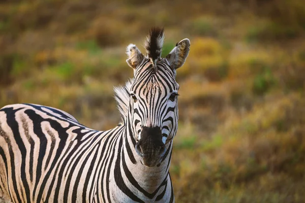 Retrato Zebra Parque Nacional Sul Africano — Fotografia de Stock