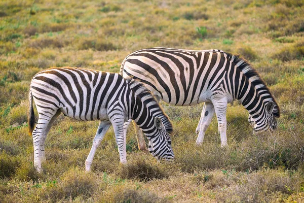 Dwie Zebry Jedzenia Trawy Addo National Park Afryka Południowa — Zdjęcie stockowe