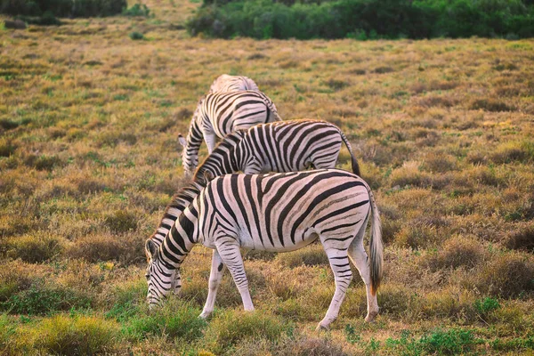 Zebry Jedzenia Trawy Addo National Park Afryka Południowa — Zdjęcie stockowe