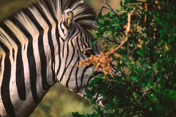 Portret Zebra Krzakach Park Narodowy Republiki Południowej Afryki — Zdjęcie stockowe