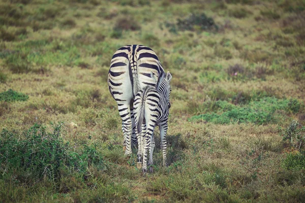 Poulain Zèbre Mère Marchent Ensemble Dans Parc National Addo — Photo