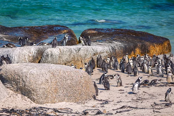 Afrikanska Penguin Colony Boulders Beach Sydafrika — Stockfoto
