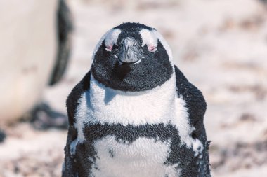 Afrika penguen portre kapalı gözler ve memnun mutlu yüz ifadesi ile yakından