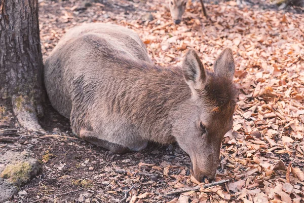 Samice Elk Kterým Strom Lese — Stock fotografie