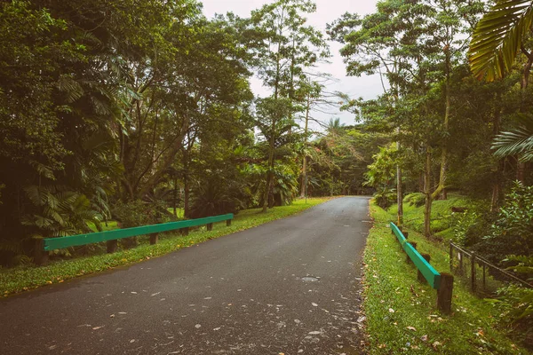 Straße Botanischen Garten Nebligen Tag Insel Oahu Hawaii — Stockfoto