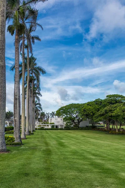 Palmiye Ağaçları Hawaii Yeşil Çim Sokak — Stok fotoğraf