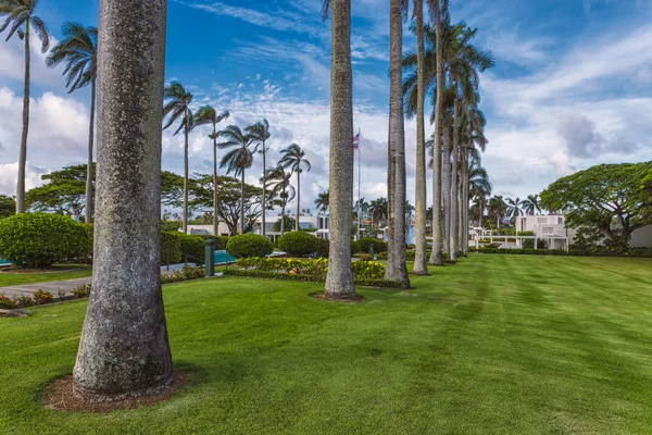 Palmiye Ağaçları Hawaii Yeşil Çim Sokak — Stok fotoğraf