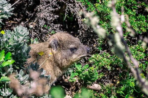 Bliska Strzał Góralek Lub Dassie Szczycie Góry Stołowej Cape Town — Zdjęcie stockowe