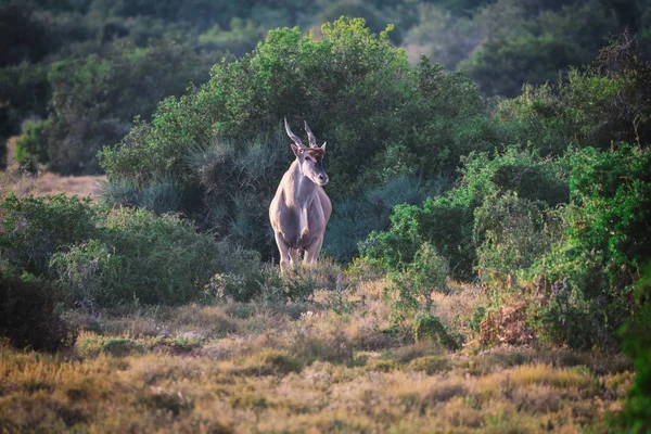 Antílope Grande Eland Parque Nacional Addo Sudáfrica —  Fotos de Stock