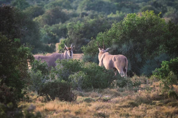 Dos Grandes Antílopes Eland Parque Nacional Addo Sudáfrica — Foto de Stock