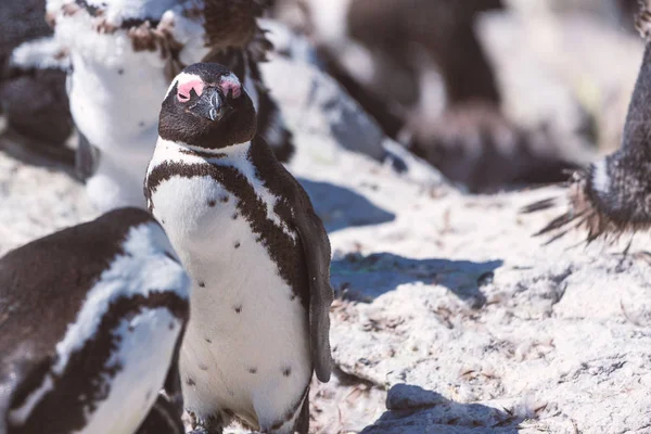 Pingvin Afrikanska Penguin Colony Stony Point Bettys Bay Sydafrika — Stockfoto