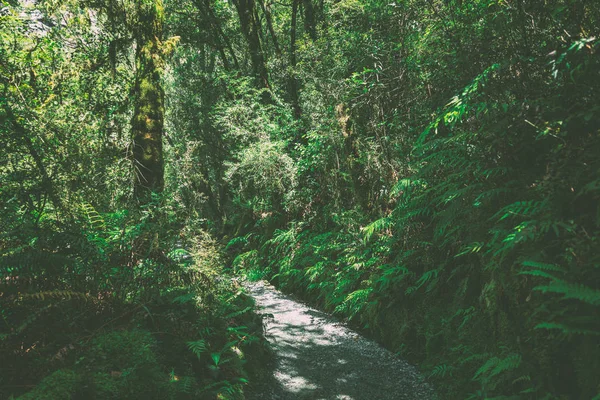 熱帯林の南の島 ニュージーランドのパス — ストック写真