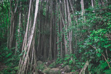 Karanlık tropikal hawaiian ormanın yaklaşık ve ince ağaç gövdeleri