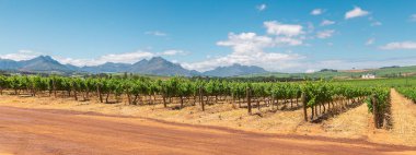 Panoramic view of vineyard and the mountains in Franschhoek town in South Africa clipart