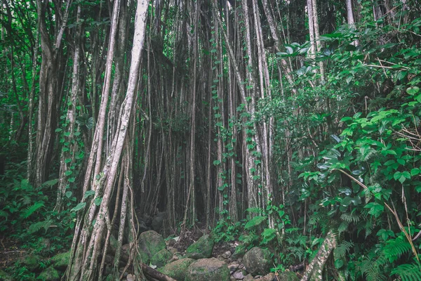 Dark Tropical Hawaiian Forest Lianas Thin Tree Trunks — Stock Photo, Image
