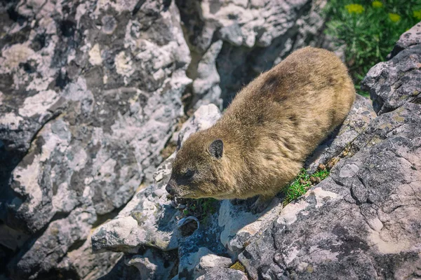 Nära Upp Skott Rock Hyrax Eller Dassie Toppen Table Mountain — Stockfoto