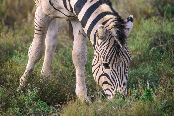 Młodych Zebra Jedzenia Trawy Addo National Park Afryka Południowa — Zdjęcie stockowe