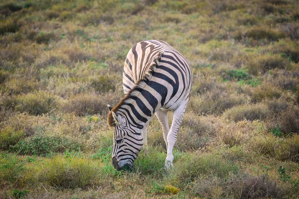 Młodych Zebra Jedzenia Trawy Addo National Park Afryka Południowa — Zdjęcie stockowe