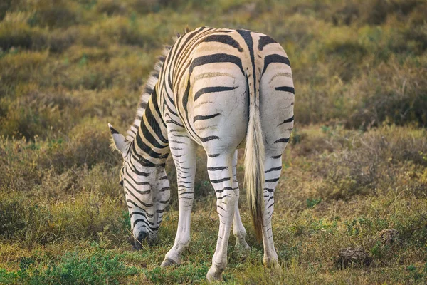 Jeune Zèbre Mangeant Herbe Dans Parc National Addo Afrique Sud — Photo