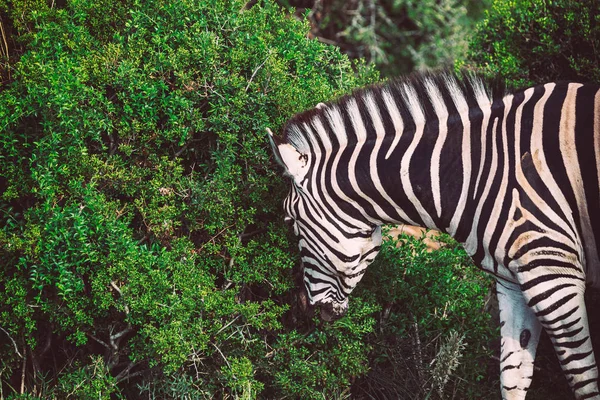 Zebrastreifen Aus Nächster Nähe Gebüsch Des Addo Nationalparks Südafrika — Stockfoto