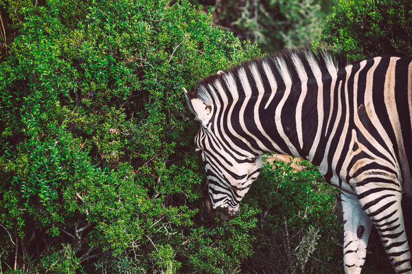 Zebra close up view in the bushes of Addo National Park, South Africa