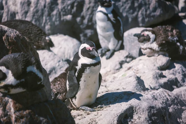 Pingvin Afrikanska Penguin Colony Stony Point Bettys Bay Sydafrika — Stockfoto
