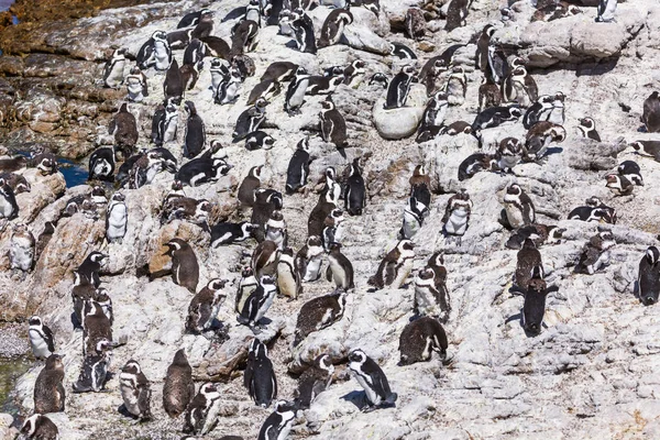 Afrikanska Penguin Colony Stony Point Bettys Bay Sydafrika — Stockfoto