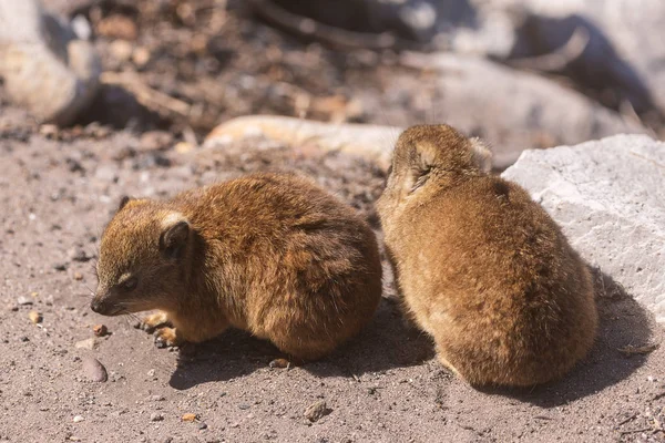 Close Shot Two Baby Rock Hyraxes Dassies Betty Bay South — Stock Photo, Image