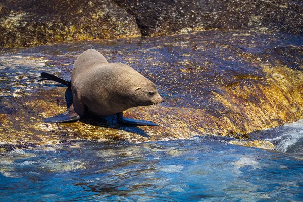 Sigill Hout Bay Försegla Cape Town Sydafrika — Stockfoto