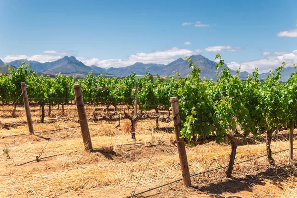 Vineyard Mountains Franschhoek Town South Africa Royalty Free Stock Images