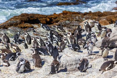 Afrika penguen kolonisi Stony noktasında Betty's bay, Güney Afrika