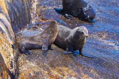Bir Hout Bay seals birçok ada Cape Town, Güney Afrika için mühür