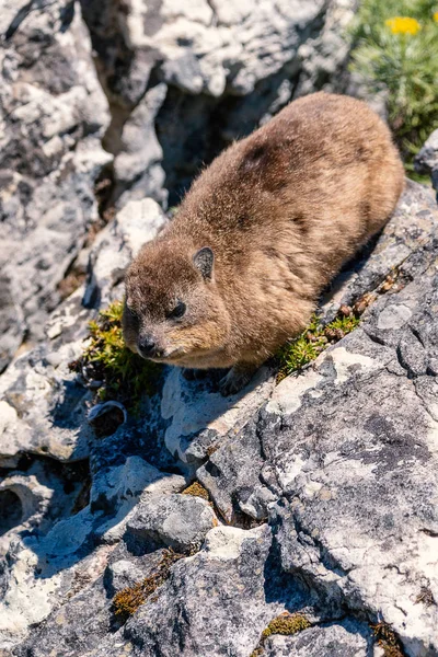 Close Shot Rock Hyrax Dassie Top Table Mountain Cape Town — Stock Photo, Image