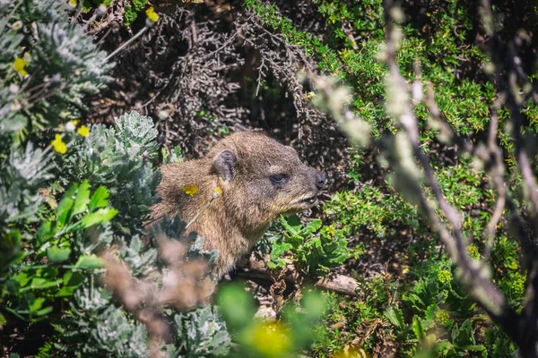 Bliska Strzał Góralek Lub Dassie Szczycie Góry Stołowej Cape Town — Zdjęcie stockowe