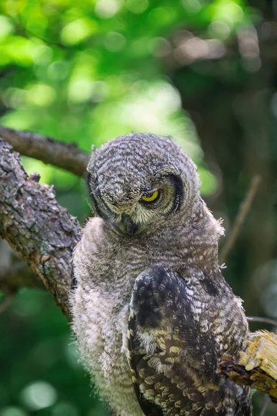 Spotted Eagle Owl Sitting Tree Branch Cape Town South Africa — Stock Photo, Image