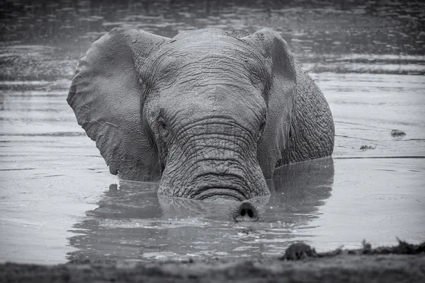 African elephant in water black and white image, Addo National Park, South Africa