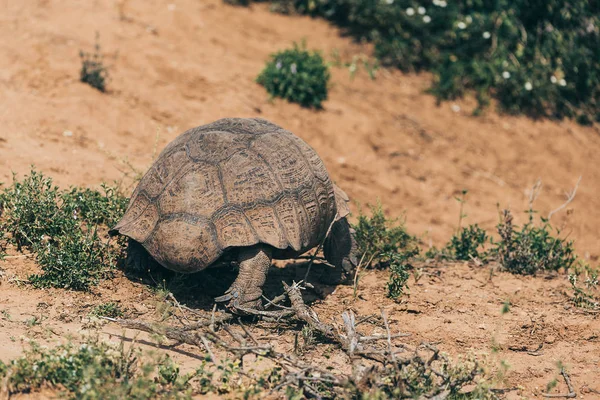 Gran Tortuga Caminando Parque Nacional Addo Sudáfrica —  Fotos de Stock