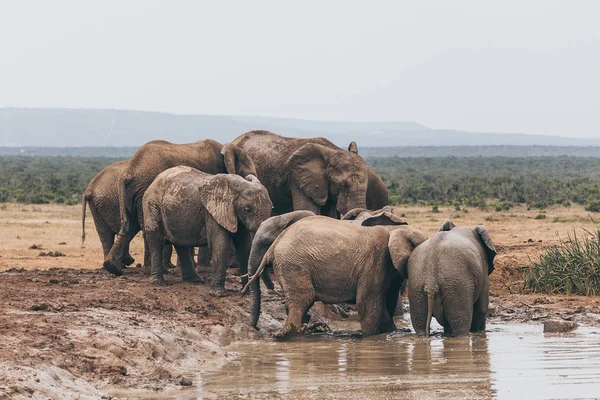 Manada Elefantes Africanos Parque Nacional Addo Sudáfrica — Foto de Stock