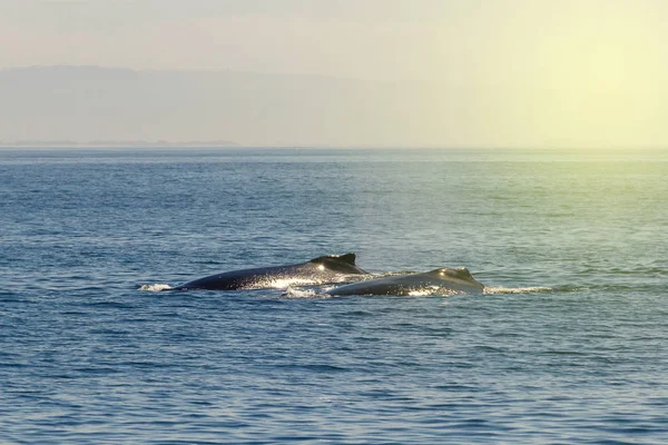 Två Knölvalar Monterey Bay Kalifornien — Stockfoto
