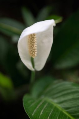 Beyaz antoryum çiçek ve yeşil bulanık arka plan, görüntü Bali adasında alınan