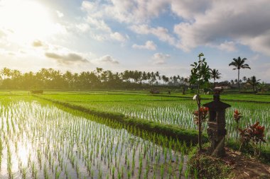 Ubud, Bali pirinç tarla ve palmiye ağaçları sokak