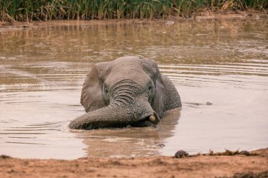 Afrika fili içme ve kendini yıkama Addo national park, Güney Afrika