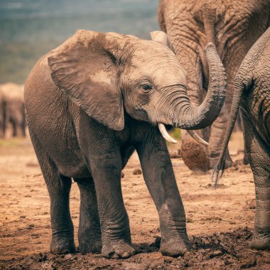 Addo Ulusal Parkı'nda gövde ile oynayan bebek Afrika fili, Güney Afrika