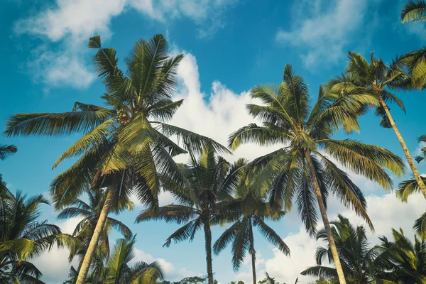 Pálmafák Kék Felhős Égbolt Trópusi Táj Háttérkép — Stock Fotó