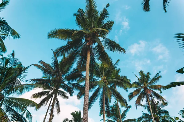 Pálmafák Gyönyörű Felhős Égbolt Trópusi Háttérkép Hozott Bali — Stock Fotó
