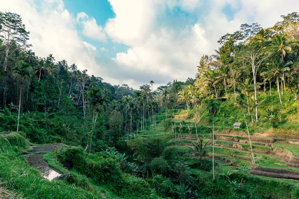 Reisterrasse Und Blick Auf Den Tropischen Wald Ubud Bali Island — Stockfoto