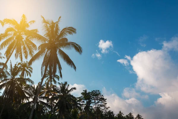 Pálmafák Napfény Kék Égbolt Trópusi Táj — Stock Fotó